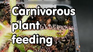 Sundew gets flies and fish food timelapses carnivore [upl. by Joachima]