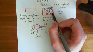 Cardiac Hypertrophy and SERCA Part 1 [upl. by Maison]