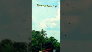 Palsana live shorts music hindisong [upl. by Zzahc]