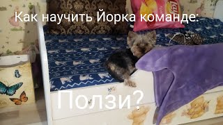 Как научить Йорка команде ползи [upl. by Bonneau220]