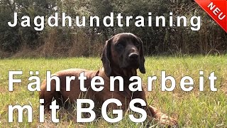 Fährtenarbeit Hund  Fährtenarbeit mit einem Bayrischen Gebirgsschweiß Hund [upl. by Eblehs895]