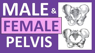 Male vs Female Pelvis Differences Anatomy Skeleton Shape [upl. by Fabio]