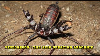 Vinegaroon  The Acid Spraying Arachnid [upl. by Haeluj121]