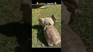 இந்த மாதிரியான ஆமைகளை பாத்தா உடனே Help பண்ணுங்க  Turtle Upside Down  Animal Voiceover Tamil [upl. by Ahsihat]