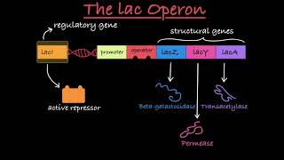 The lac Operon Explained [upl. by Pulling]