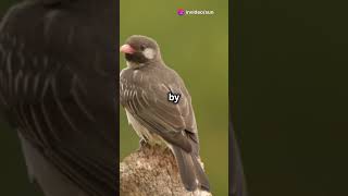 Amazing facts Honeyguide bird youtubeshorts facts learning birds wildlife nature didyouknow [upl. by Aderfla]