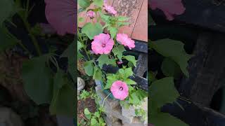 My Lavateras 🌸 Lavatera Flowers Summer [upl. by Nesmat]