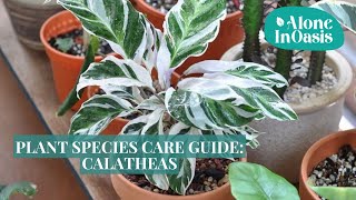 Plant Species Care Guide Calathea Geoppertia  The Tricks to Grow Healthy Calathea quotWhite Fusionquot [upl. by Harikahs]