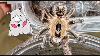 the Rhino Horned Baboon tarantula [upl. by Lledner]