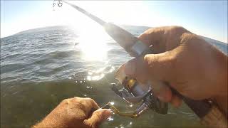 Coho Salmon just keep coming Possession point bait Co [upl. by Clifton]