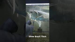 Arwana Silver Brazil besar shorts arwana aquarium silverbrazil [upl. by Hawley]