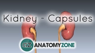 Capsules of the Kidney  Anatomy Tutorial [upl. by Natsreik60]