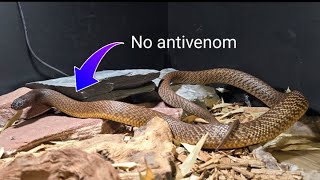 Venomous Taipan Bite  The Full Story [upl. by Ymia]