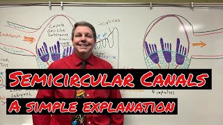 How the Semicircular Canals Work A Simple Explanation [upl. by Anerev665]