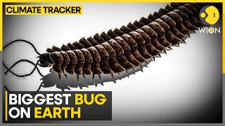 Bug That Ruled Ancient Jungles CT Scans Reveal The Face Of A Prehistoric Arthropod Giant  WION [upl. by Jandy323]