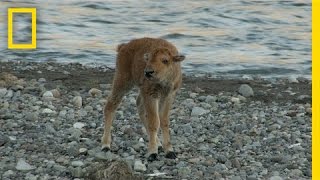 Baby Bison Takes on Wolf and Wins  Americas National Parks [upl. by Avivah58]