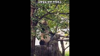 241012 푹 자고 일어난 푸바오😊 나뭇잎도 만져주고🌿 이제 밥먹어야죠❤️ [upl. by Olympias300]