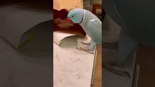 Parrot VS Sticker [upl. by Misaq]