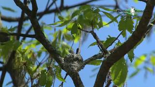 Bluegray Gnatcatcher Pair  Nest Building [upl. by Dauf415]