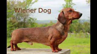 Wiener dog song full song for 1 hour [upl. by Scholz]