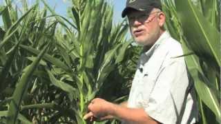 Ear Shake Test to Determine Corn Pollination Progress [upl. by Burdett]