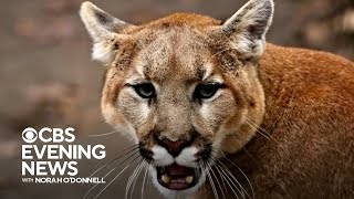 1 killed 1 injured in California mountain lion attack [upl. by Oflodor]