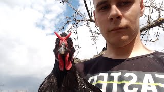 La Fleche poultry lafleche poultryofyoutube chicken france [upl. by Kenyon]