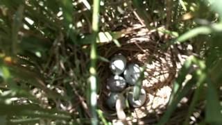 bobolink nest in the pasture [upl. by Eigger]