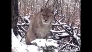 Der Luchs kehrt zurück [upl. by Egon]