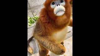 So happy Yreva tbc4 1 hanumanji funny trending monkey funnymonkey [upl. by Morissa]