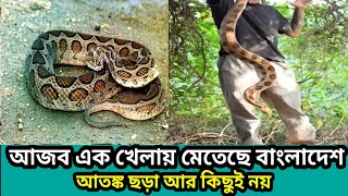 দ্রুত ছড়িয়ে পড়ছে রাসেলস ভাইপার  Russells Viper  Snake  72 Tv News [upl. by Sadira]