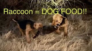 Texas Raccoon Hunt With Airedale Terriers catch amp prep for cooking [upl. by Hollington71]