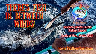 MEXICAN MINUTE LA PAZ FISHING REPORT from Tailhunter Sportfishing for Week of Nov 1220 2023 [upl. by Wellington]