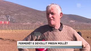 Fermerët e Devollit presin mollët [upl. by Ecirpac]