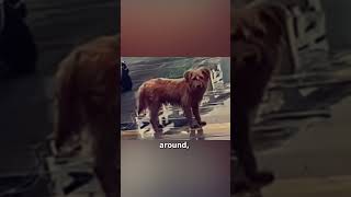 Roast Duck Seller Feeds Stray Dogs with Leftover Duck Tails [upl. by Eniaj]