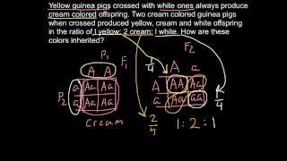 Сenetics of color inheritance in guinea pigs [upl. by Origra]