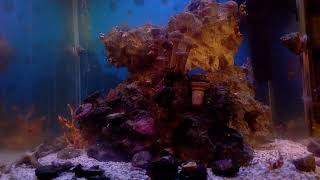 Nano Reef Live [upl. by Aidas]