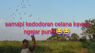 Di serbu rombongan punai celana kawan ini sampai kedodoran 😂jasmanchannel9959 [upl. by Fortunio]