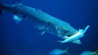 Animal Planet  GREAT BARRACUDA ATTACK Animal Nature Documentary [upl. by Eneli]