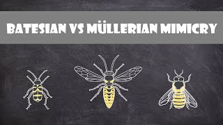 Batesian vs Mullerian Mimicry  Animal Behaviour [upl. by Silas620]