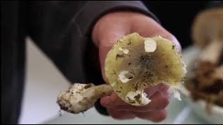 VIDÉO Poitiers  les conseils dune spécialiste pour une cueillette des champignons sans danger [upl. by Hctim]