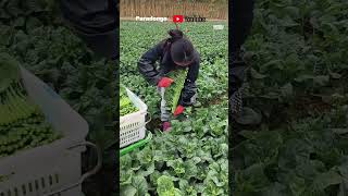 Collecting vegetable stems to sell at the market [upl. by Anahoj]