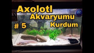 Axolotl Akvaryum Kurulumu 5 4K [upl. by Odla]