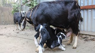 Mother Goat Drinking Milk To Her Baby GoatsHow To Two Hungry Goat Baby Drank His Mother Milk Ep13 [upl. by Atnohs993]