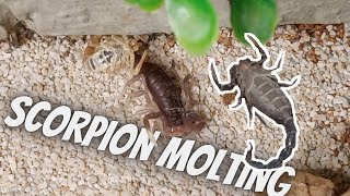 Scorpion molting caught on cam Parabuthus transvaalicus [upl. by Punak198]