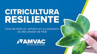 Citricultura resiliente caso de éxito en Jamaica en un escenario de alta presión de HLB [upl. by Jorgenson]