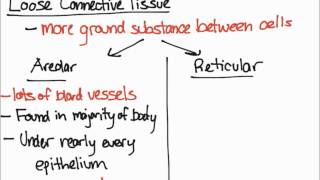 Areolar and Reticular Tissue [upl. by Elmina439]