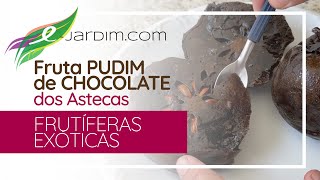 Fruta PUDIM DE CHOCOLATE dos Astecas  Frutíferas Exóticas  Sítio EJardim [upl. by Gunther]