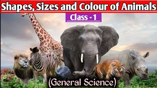 ShapesSizes and Colour of Animals  General Science  Class 1 Full Explanation  Worksheets [upl. by Wilkins]