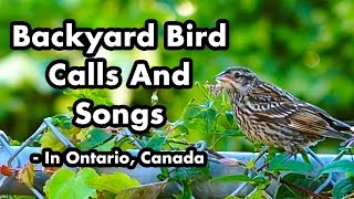 Backyard Bird Calls And Songs 3  In Ontario  Bird Sounds and Chirps  Wild Bird Video Compilation [upl. by Feune]